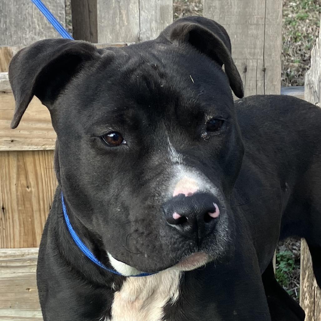 Travis, a Adoptable Mixed Breed in Pulaski, TN image 2/6