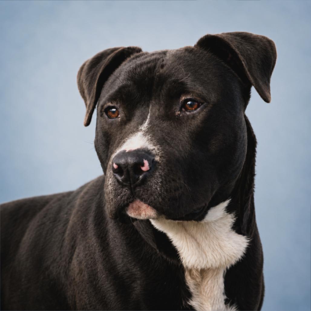 Travis, a Adoptable Mixed Breed in Pulaski, TN image 3/6