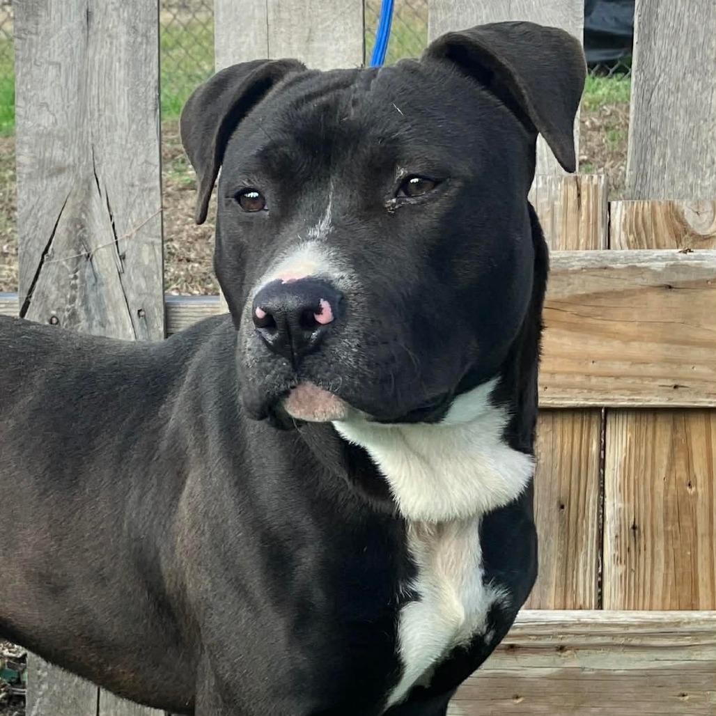 Travis, a Adoptable Mixed Breed in Pulaski, TN image 6/6