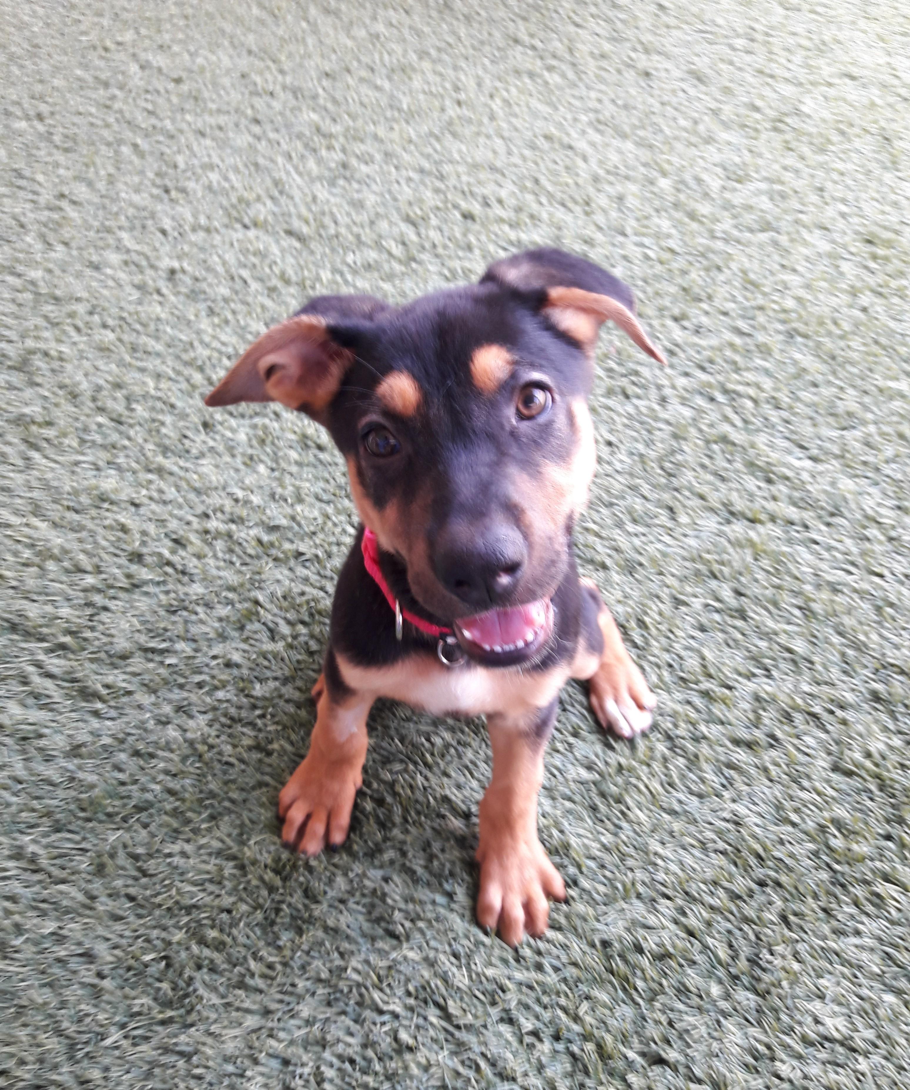 Enlarge Joanie, an adopted mixed breed in Mesquite, NV image 1/3