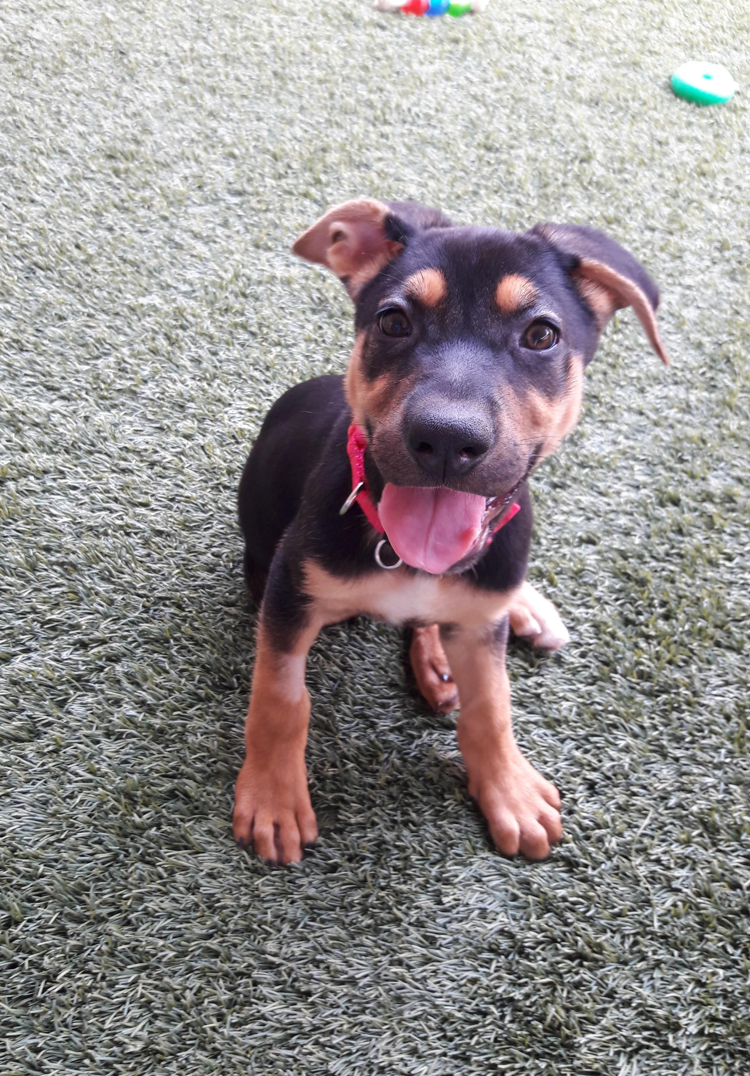 Enlarge Joanie, an adopted mixed breed in Mesquite, NV image 2/3