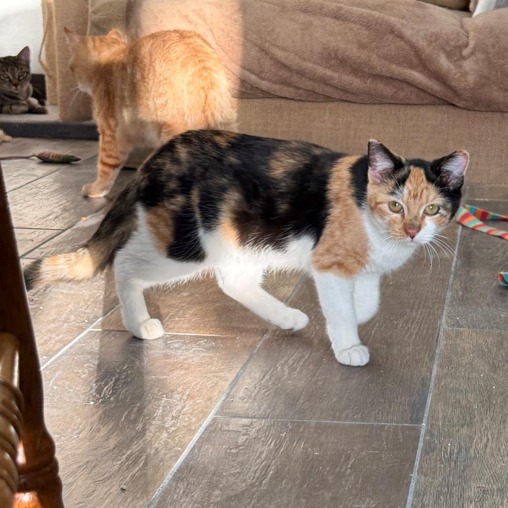 Sookie, a Adoptable Domestic Short Hair in Bloomington, IL image 3/6