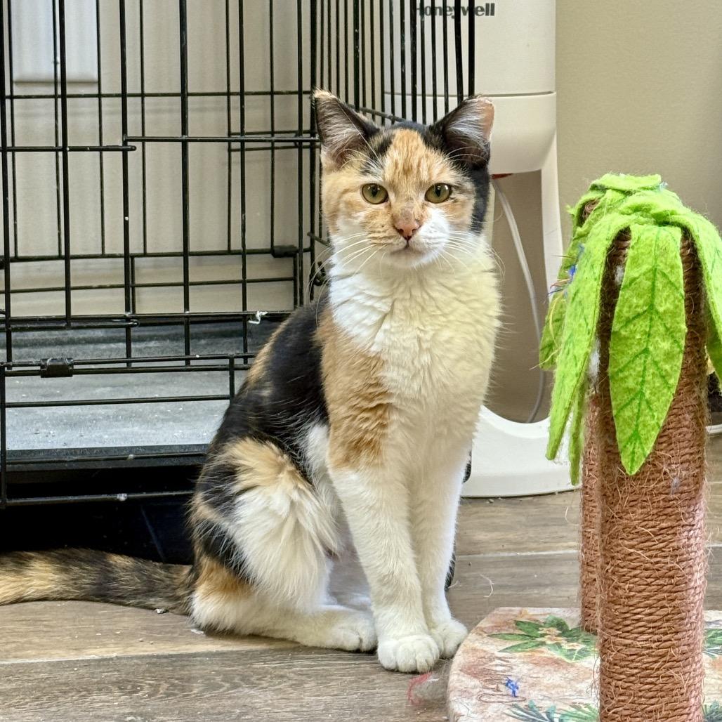 Sookie, a Adoptable Domestic Short Hair in Bloomington, IL image 5/6