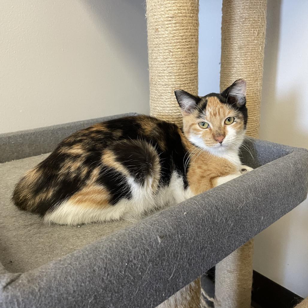 Sookie, Adoptable, Young Female Domestic Short Hair.