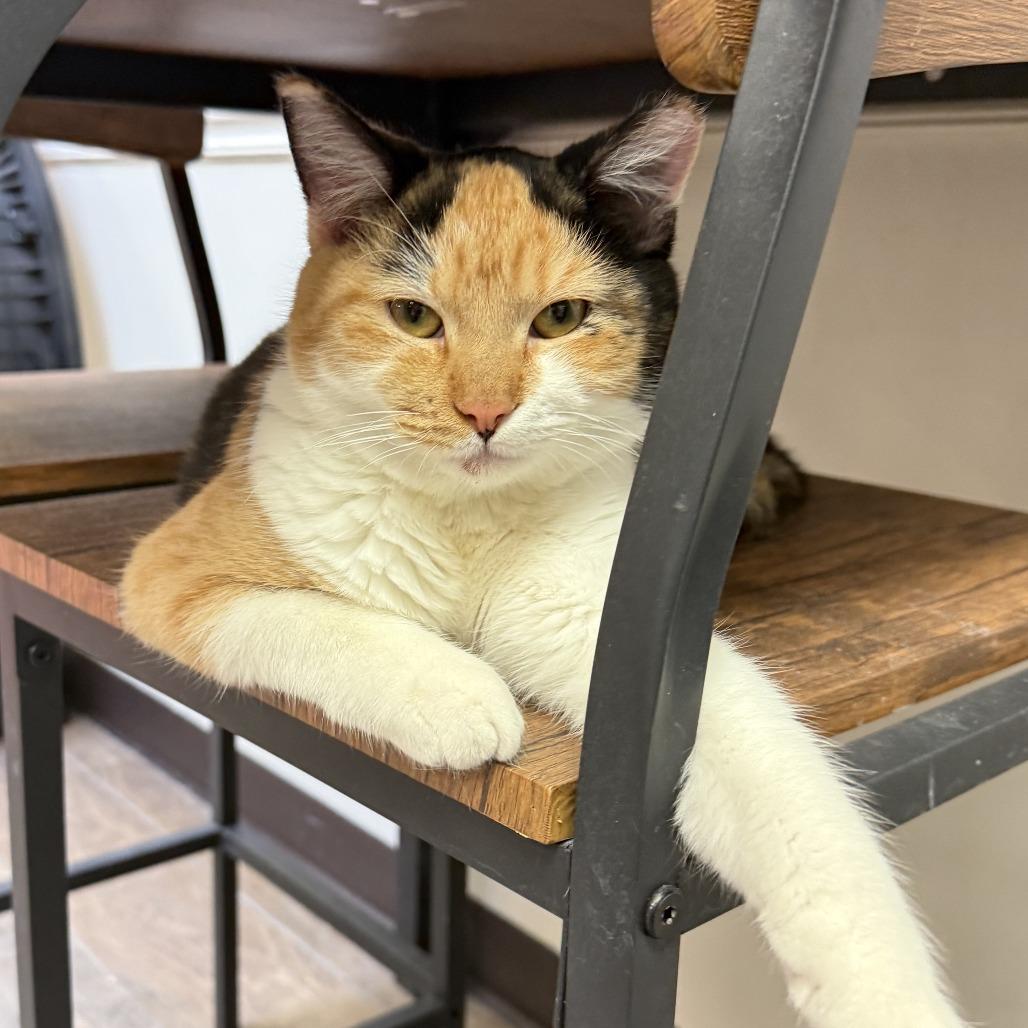 Sookie, a Adoptable Domestic Short Hair in Bloomington, IL image 6/6