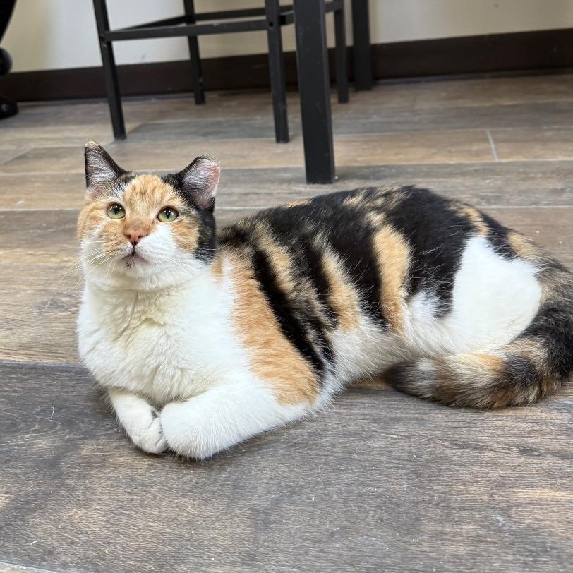 Sookie, a Adoptable Domestic Short Hair in Bloomington, IL image 2/6