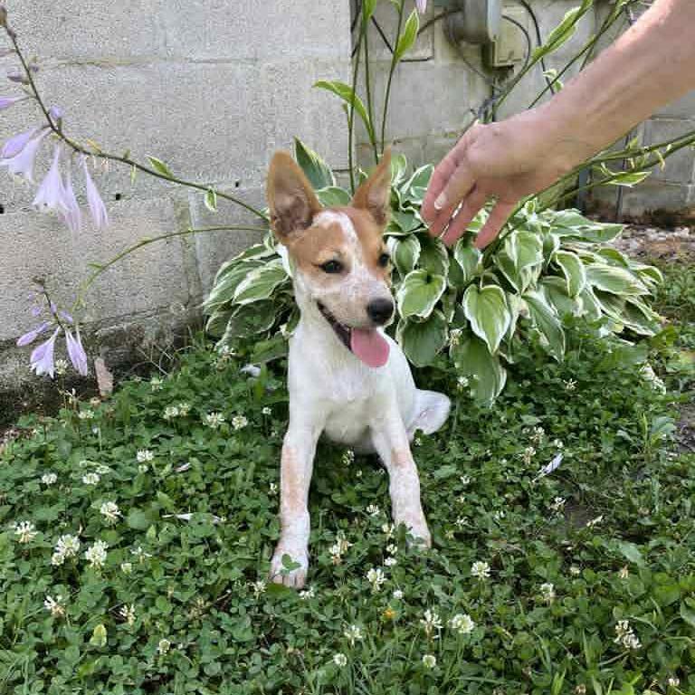 Stormie (Special Needs - Heart Condition), a Adoptable Mixed Breed in Alexandria, VA image 1/6