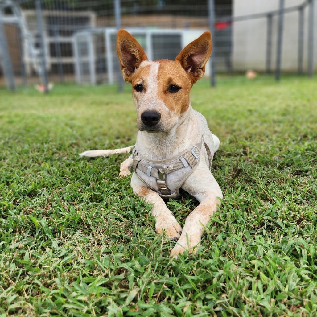 Stormie (Special Needs - Heart Condition), a Adoptable Mixed Breed in Alexandria, VA image 3/6