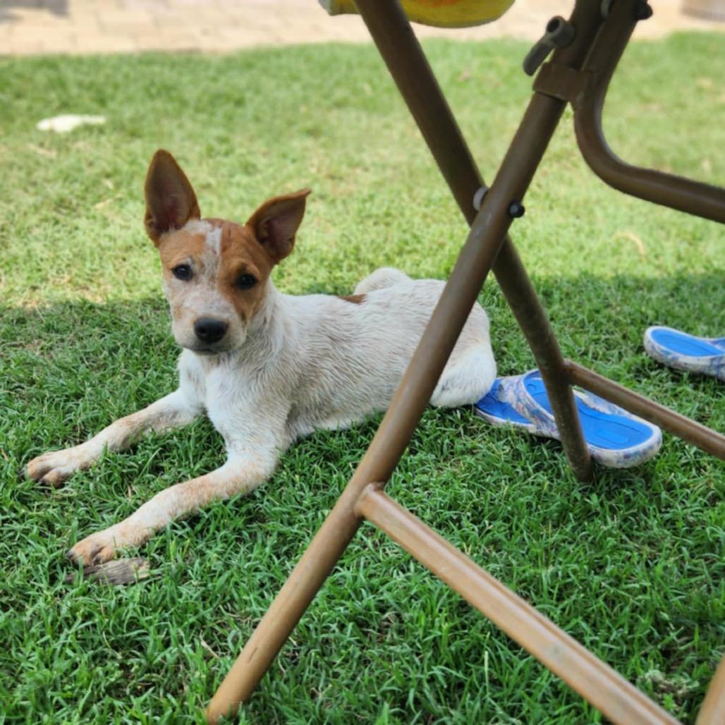 Stormie (Special Needs - Heart Condition), a Adoptable Mixed Breed in Alexandria, VA image 6/6