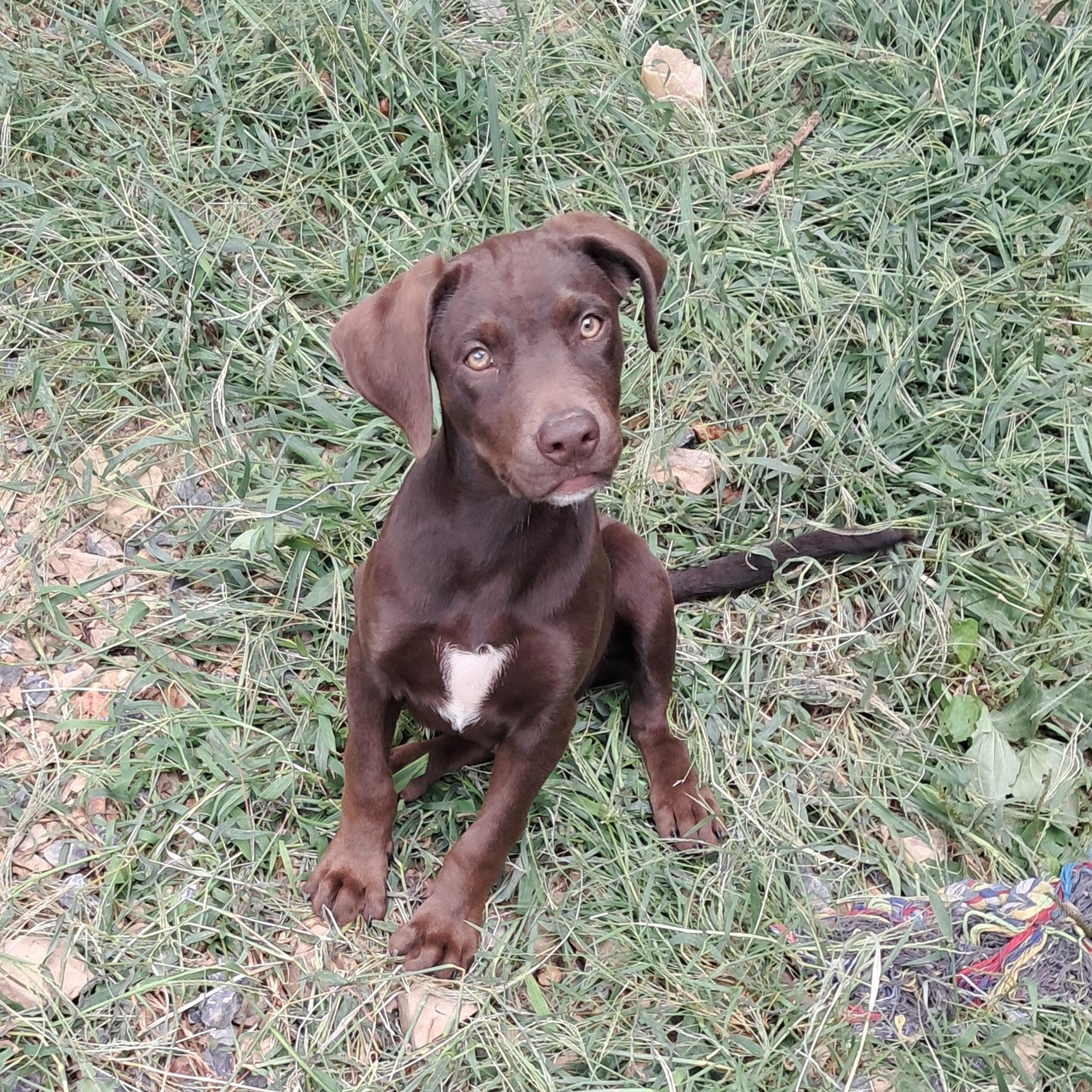 Finn