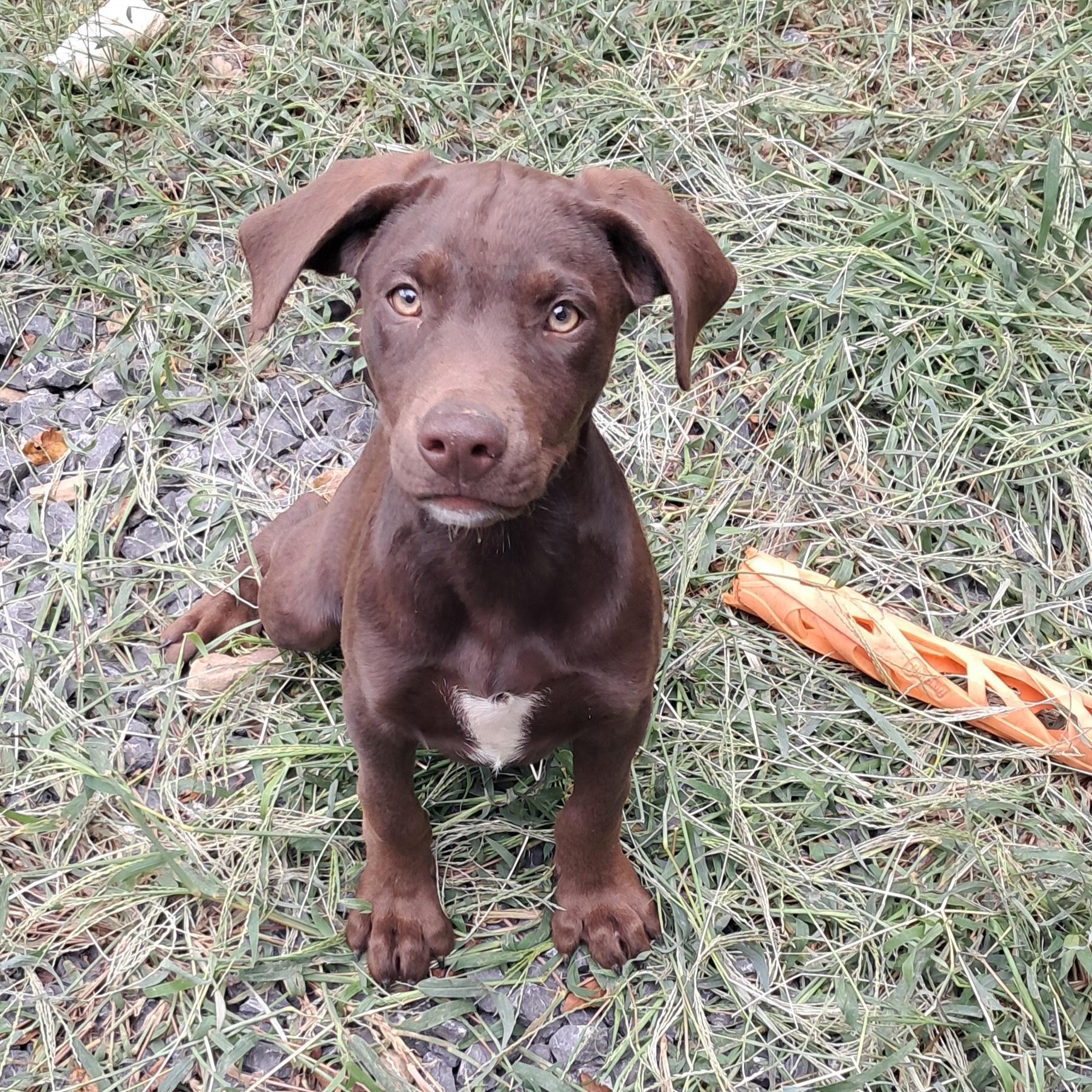 Finn