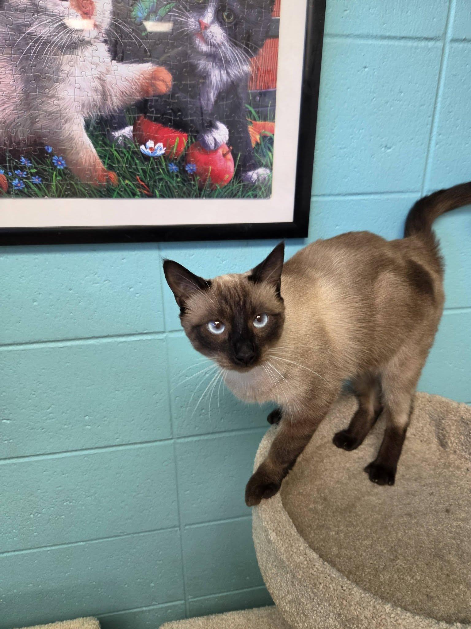Enlarge Brazil, a Adopted Siamese in Chilton, WI image 3/6