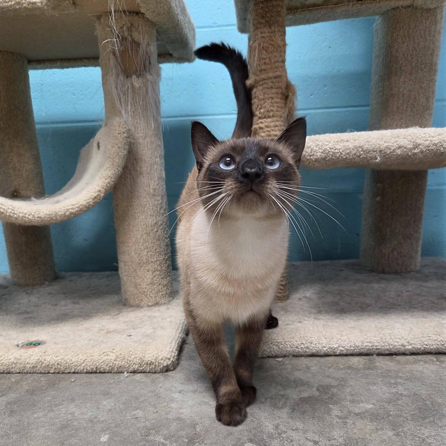 Brazil, Adopted, Adult Male Siamese.