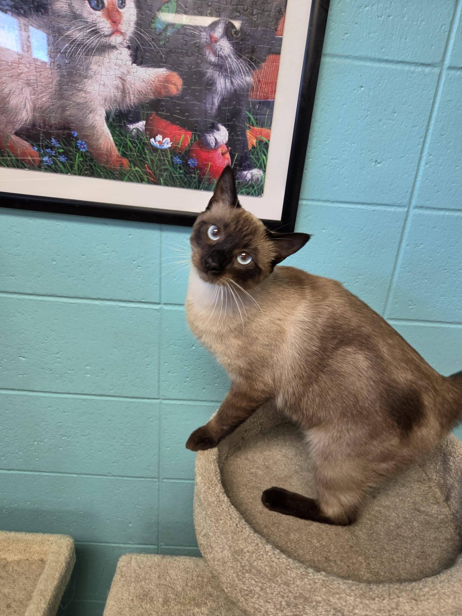 Enlarge Brazil, a Adopted Siamese in Chilton, WI image 6/6