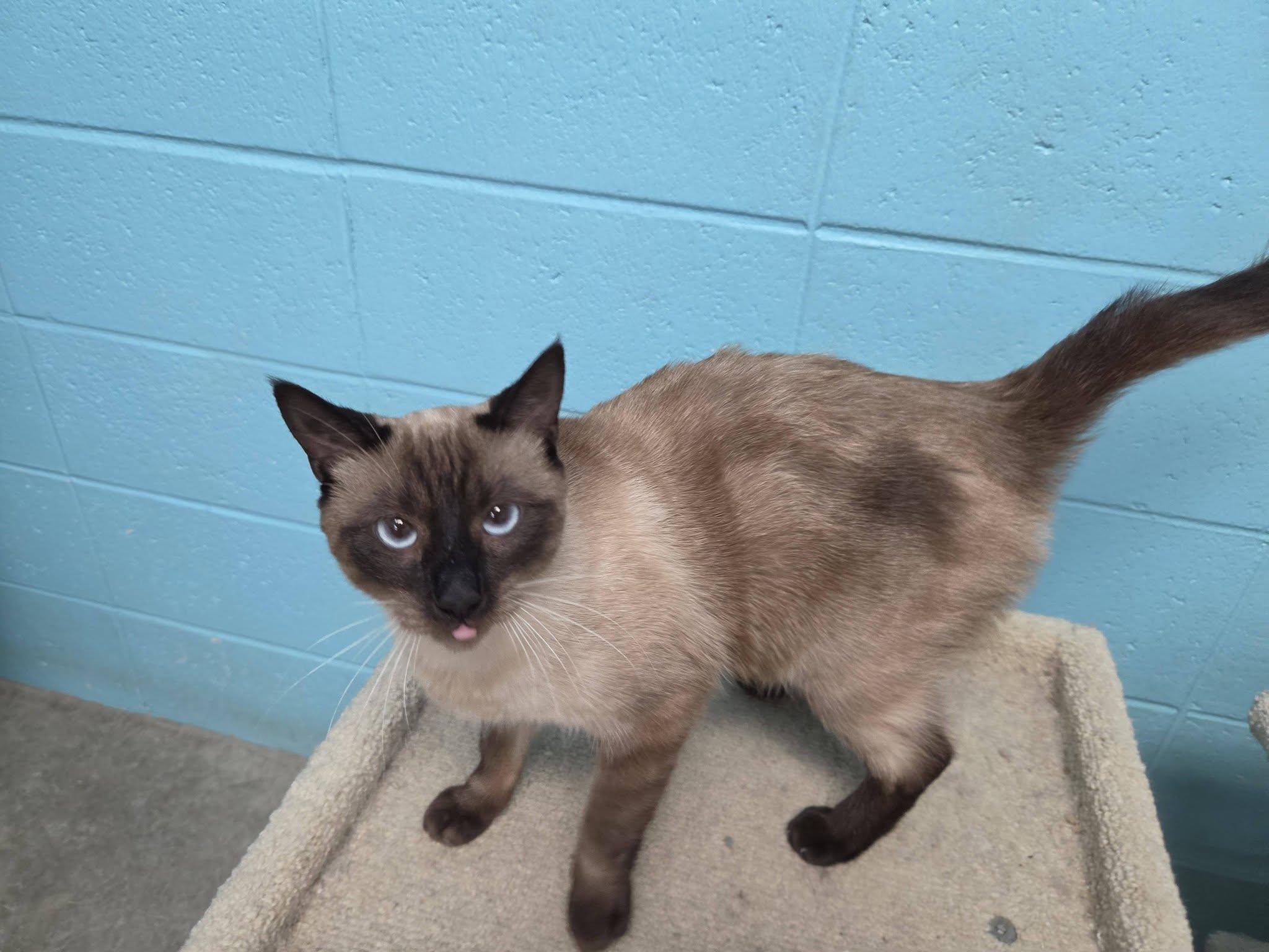 Enlarge Brazil, a Adopted Siamese in Chilton, WI image 2/6