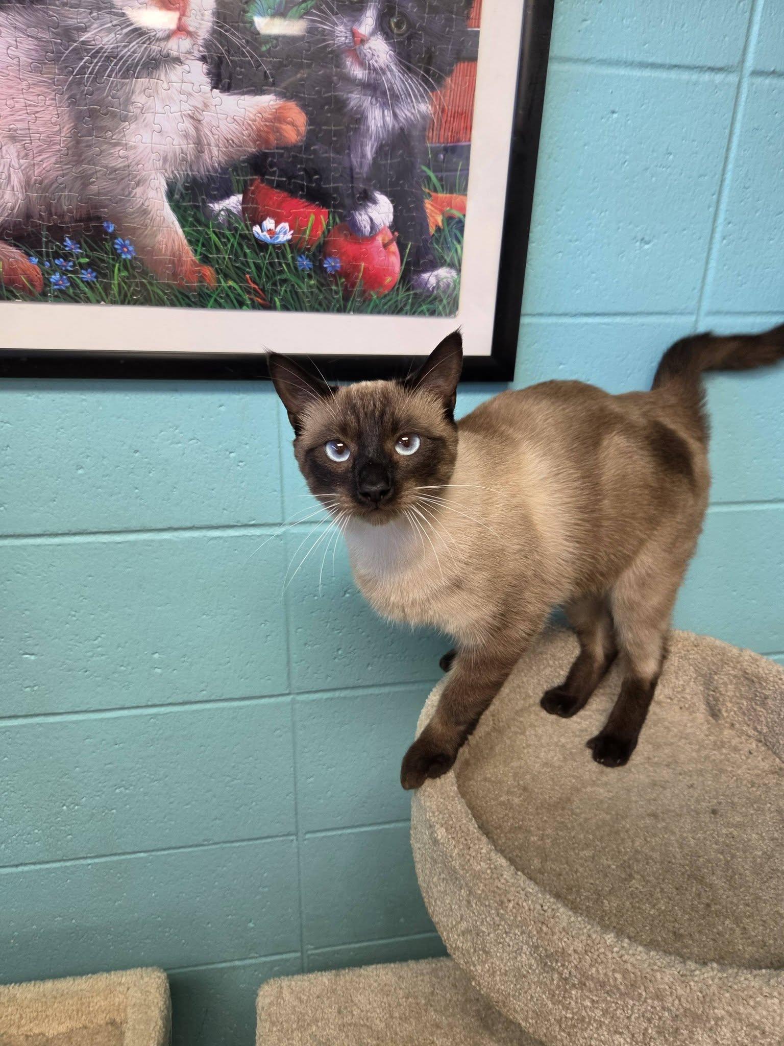 Enlarge Brazil, a Adopted Siamese in Chilton, WI image 5/6