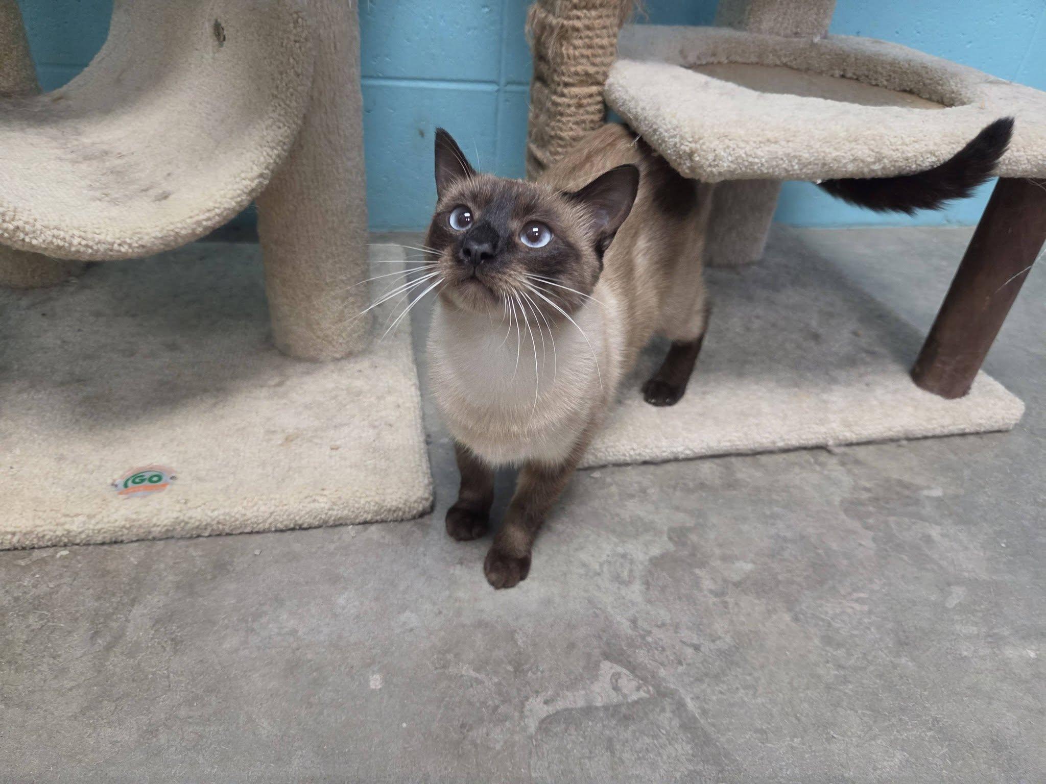 Enlarge Brazil, a Adopted Siamese in Chilton, WI image 4/6
