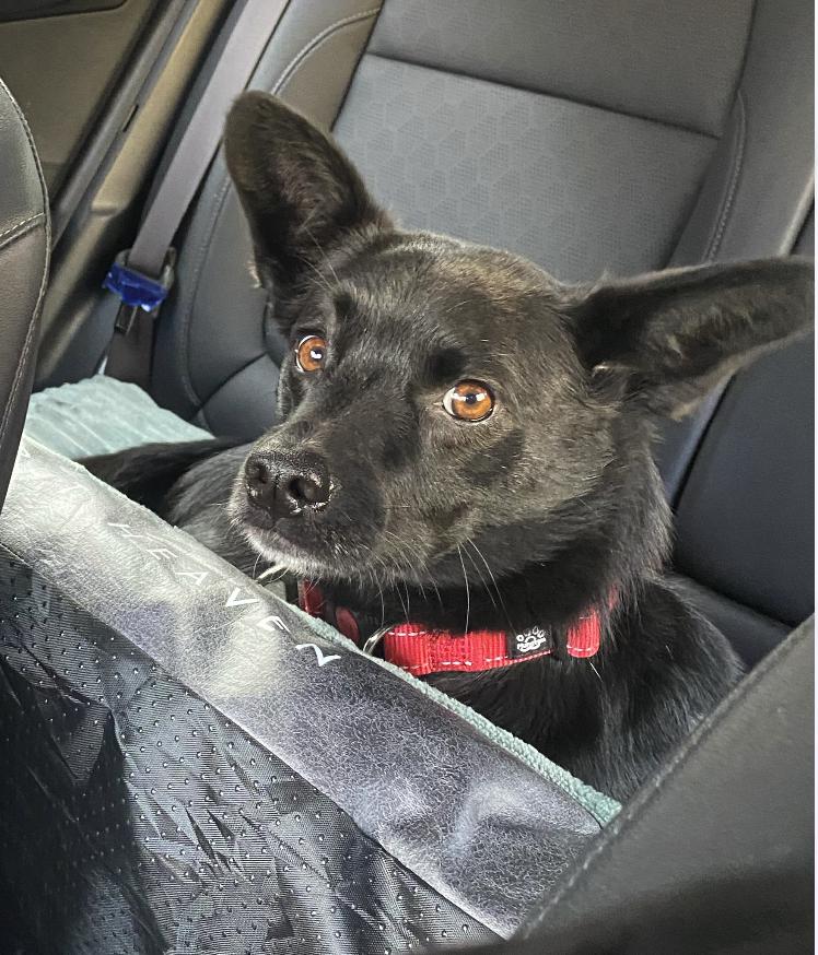 Lui, Adoptable, Young Male Shiba Inu & Jindo.