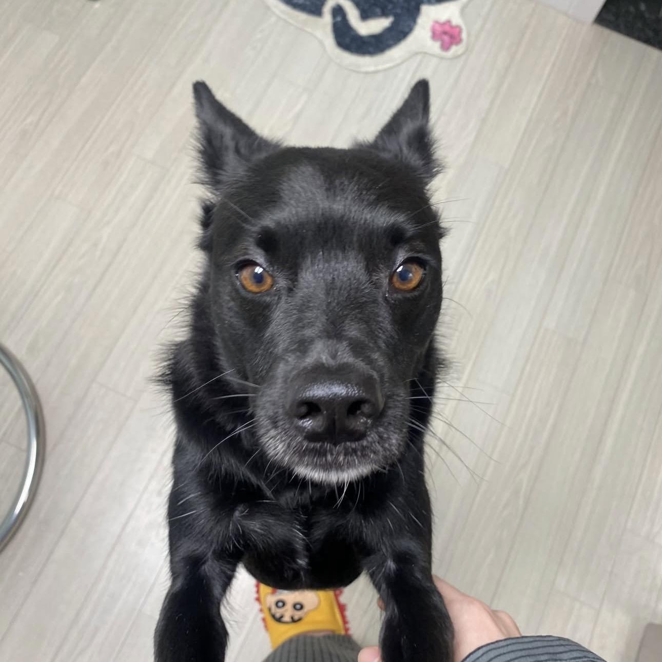 Lui, a Adoptable mixed breed in West Hartford , CT image 2/4