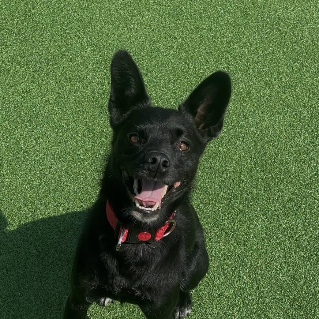 Lui, a Adoptable mixed breed in West Hartford , CT image 3/4