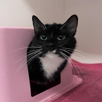 BreadSticks, Adoptable, Young Female Domestic Short Hair & Domestic Short Hair.