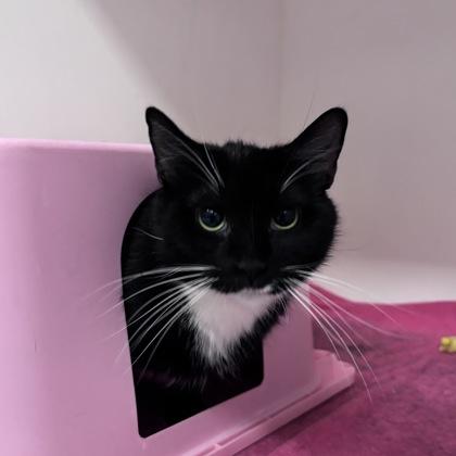 BreadSticks, a Adoptable mixed breed in Janesville, WI image 2/3