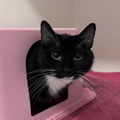 BreadSticks, a Adoptable mixed breed in Janesville, WI image 3/3