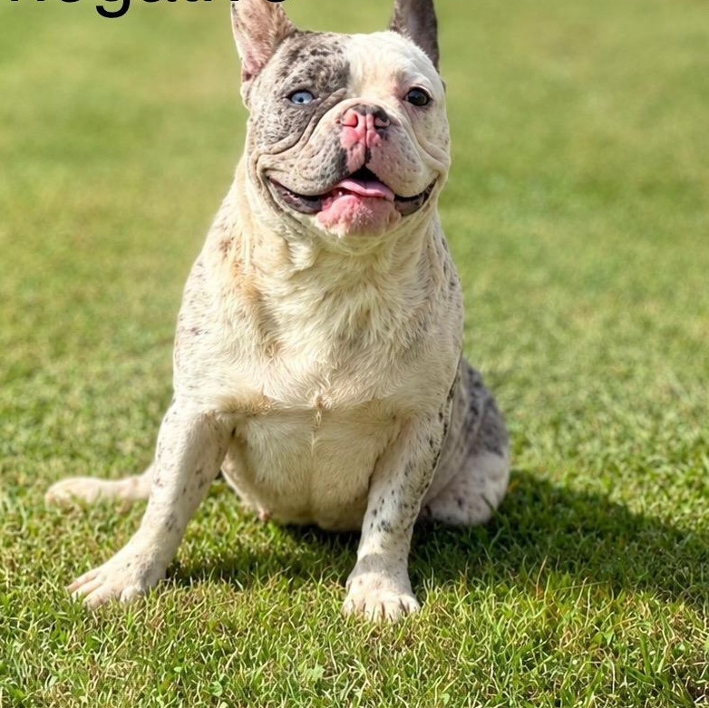 Huddy, adopted, Adult Female French Bulldog.
