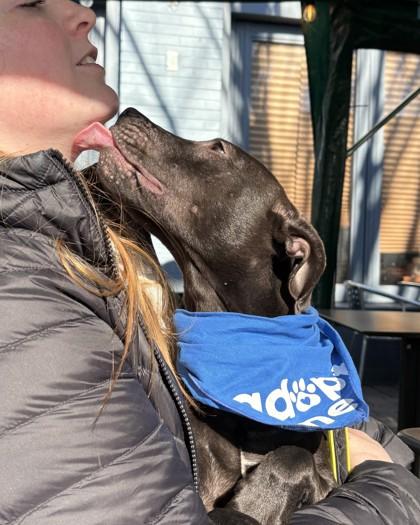 Malone, Adoptable, Young Male Pit Bull Terrier & Mixed Breed.