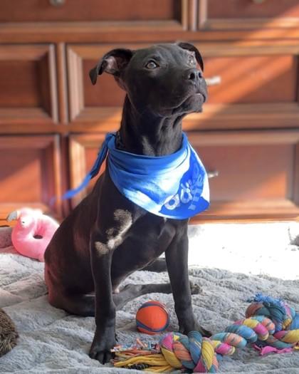 Enlarge Malone, a Adoptable mixed breed in Washington, DC image 2/3