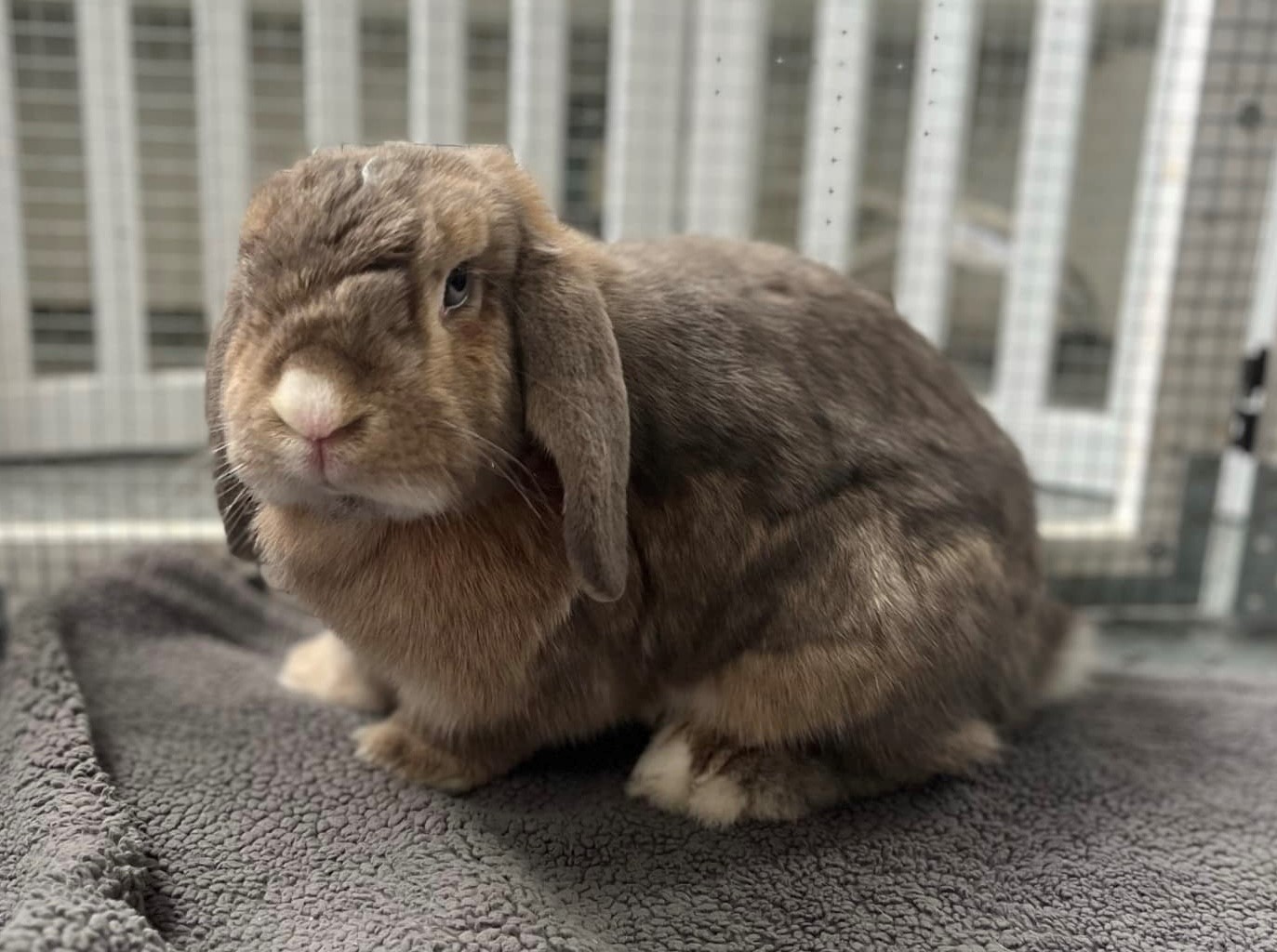 Rabbit for adoption Barrett, a Holland Lop in Mission Viejo, CA