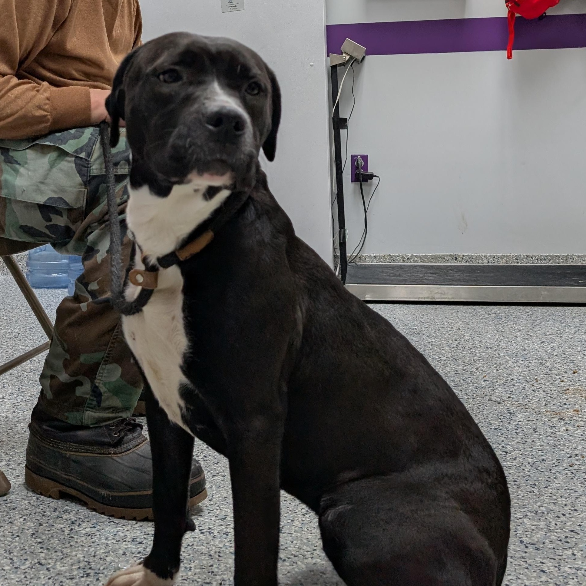 Enlarge 188465 Ellie , a ADOPTABLE mixed breed in Ravenna, OH image 2/4