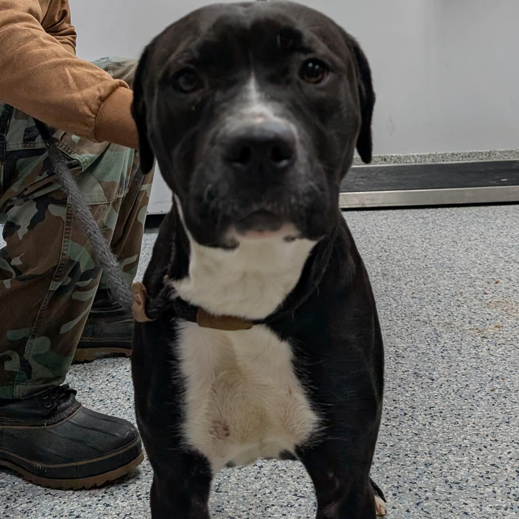 188465 Ellie , ADOPTABLE, Adult Female Labrador Retriever.