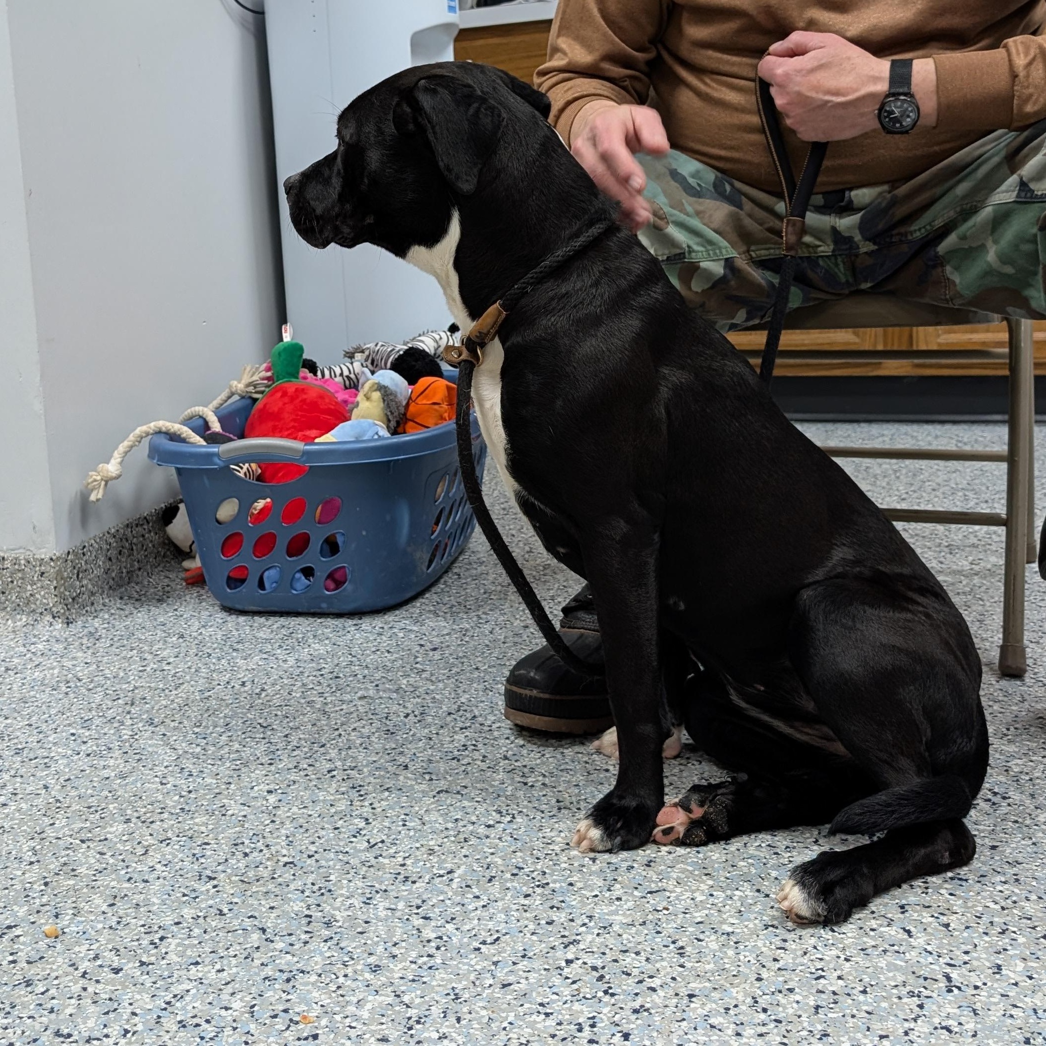 Enlarge 188465 Ellie , a ADOPTABLE mixed breed in Ravenna, OH image 4/4