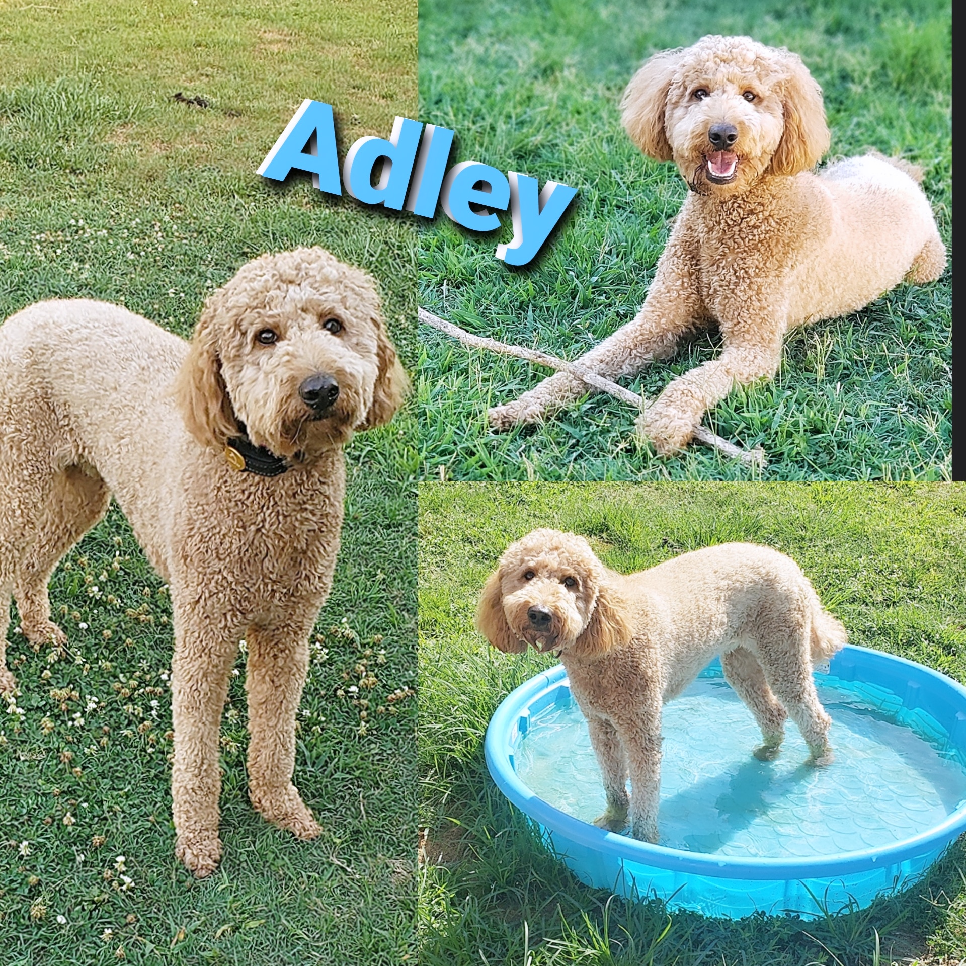 Adley, Adopted, Adult Male Standard Poodle & Goldendoodle.