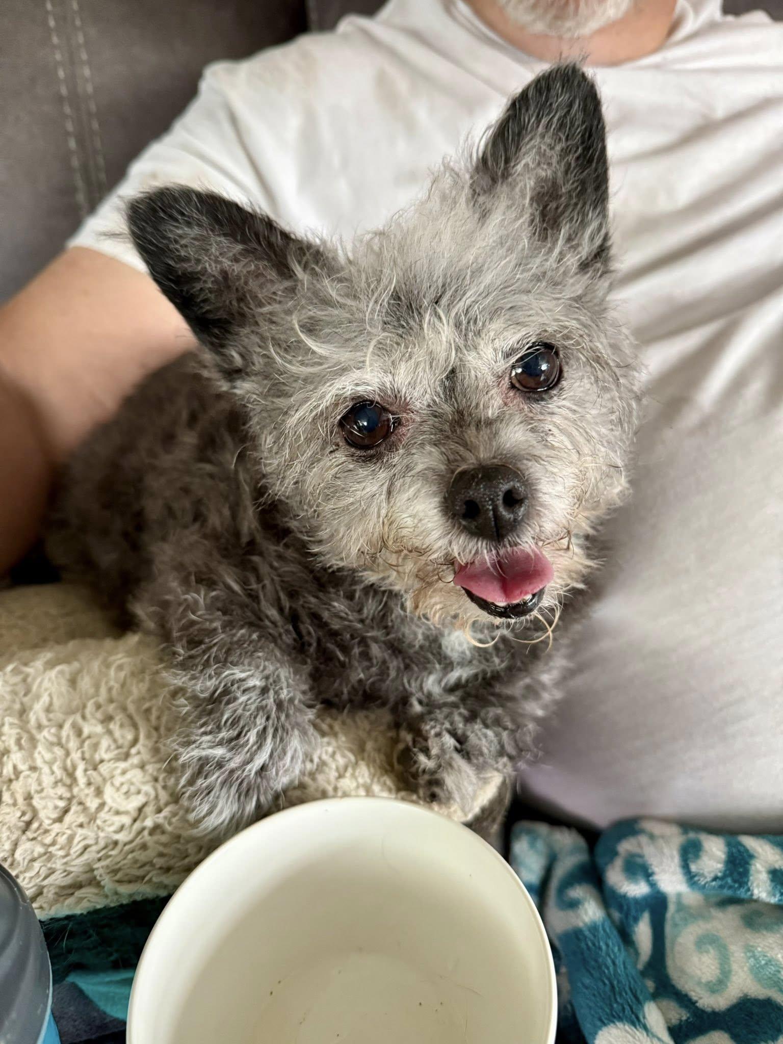 Maxine, Adoptable, Senior Female Border Terrier & Chihuahua.