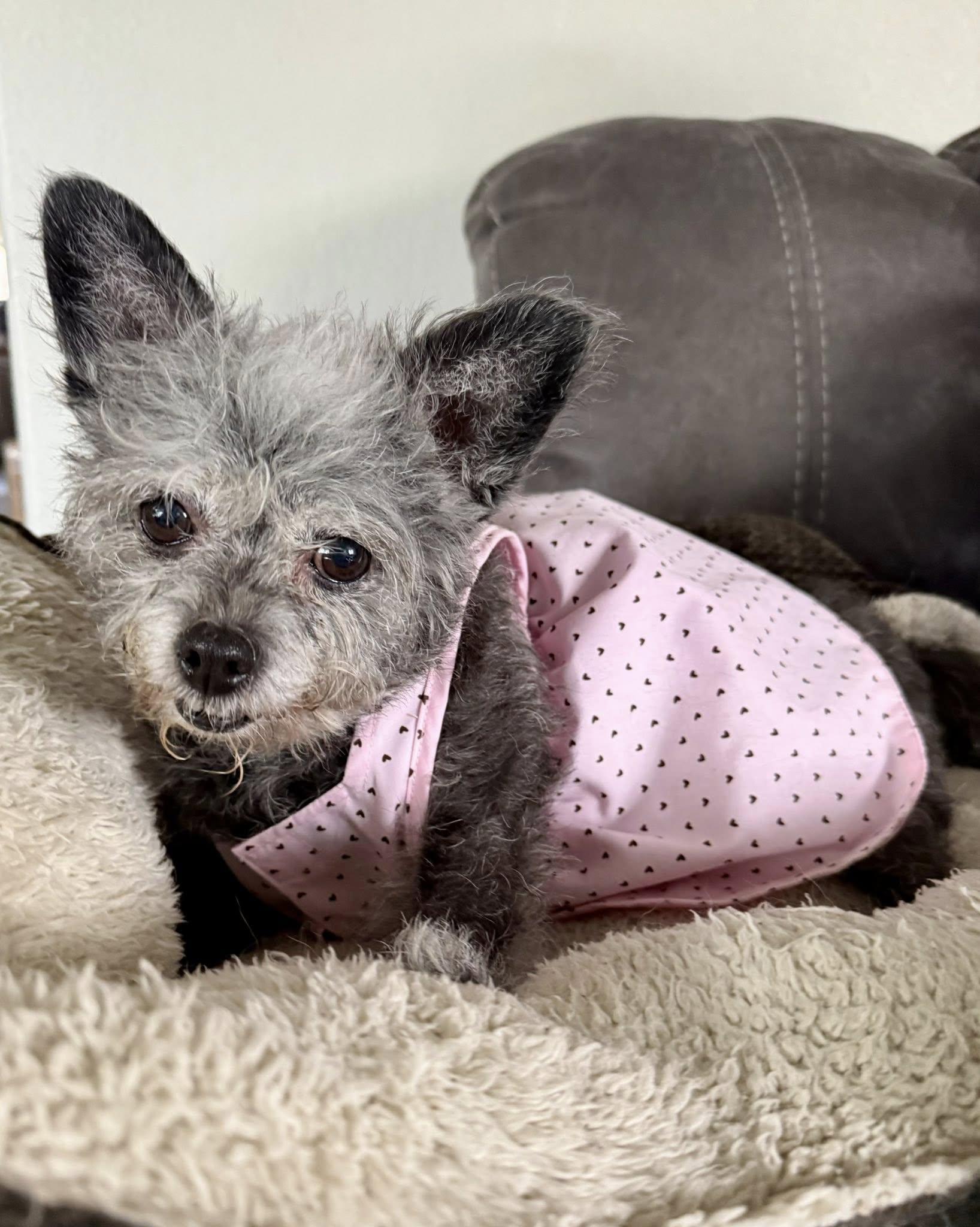 Maxine, a Adoptable mixed breed in West Richland, WA image 2/3