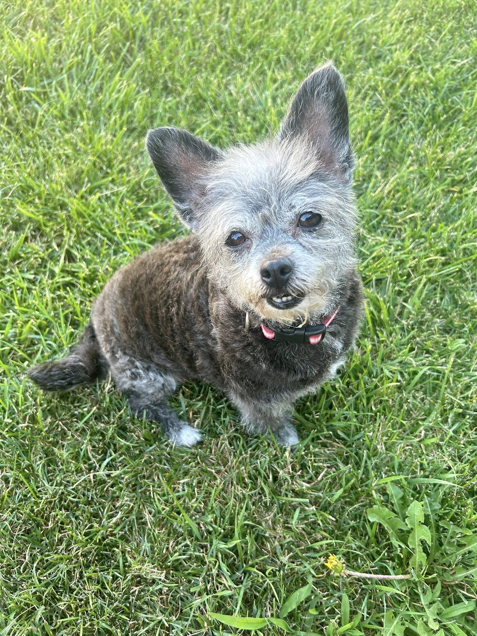 Maxine, a Adoptable mixed breed in West Richland, WA image 3/3