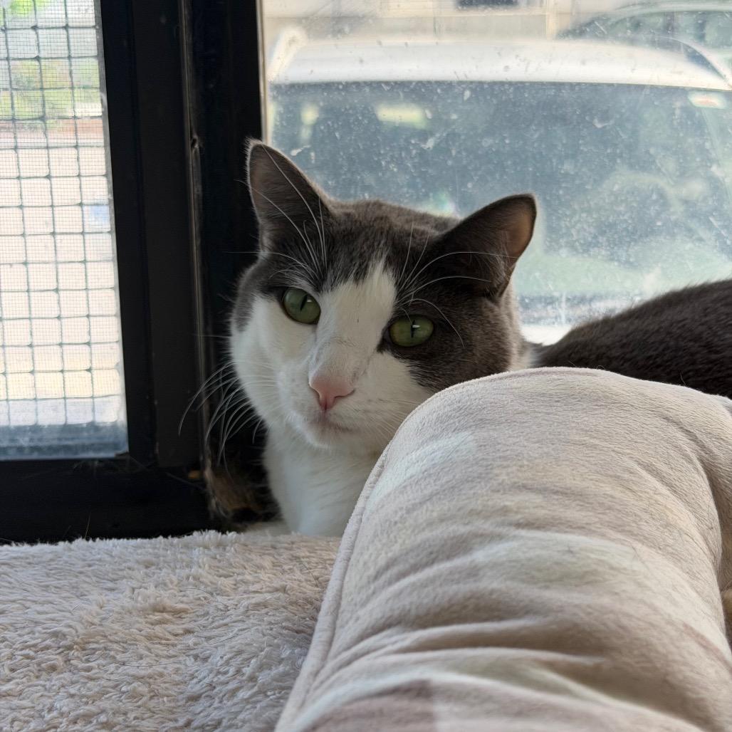 Izzy NOCO, a Adoptable Domestic Short Hair in Denver, CO image 1/6