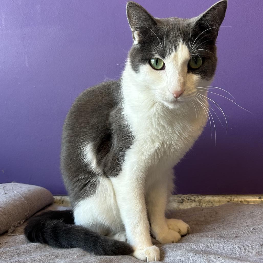 Izzy NOCO, Adoptable, Adult Female Domestic Short Hair.