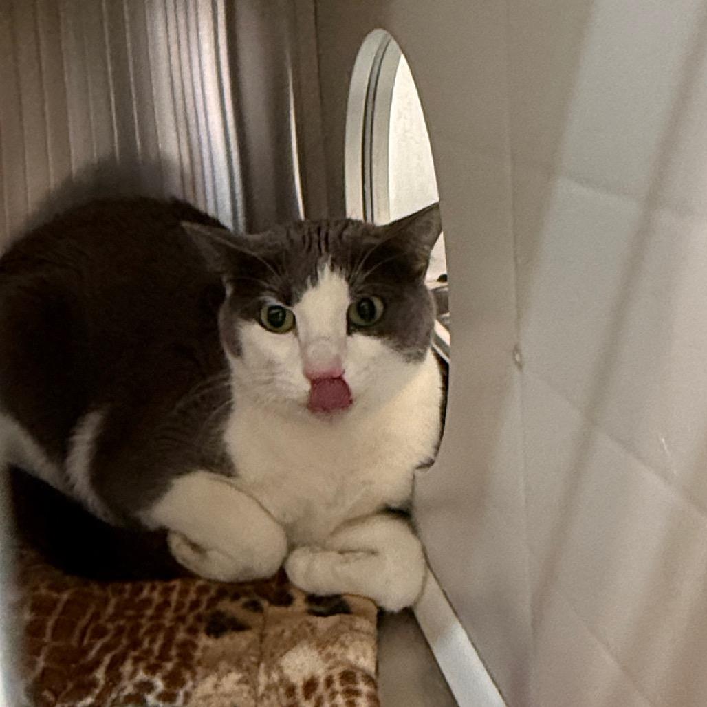 Izzy NOCO, a Adoptable Domestic Short Hair in Denver, CO image 2/6