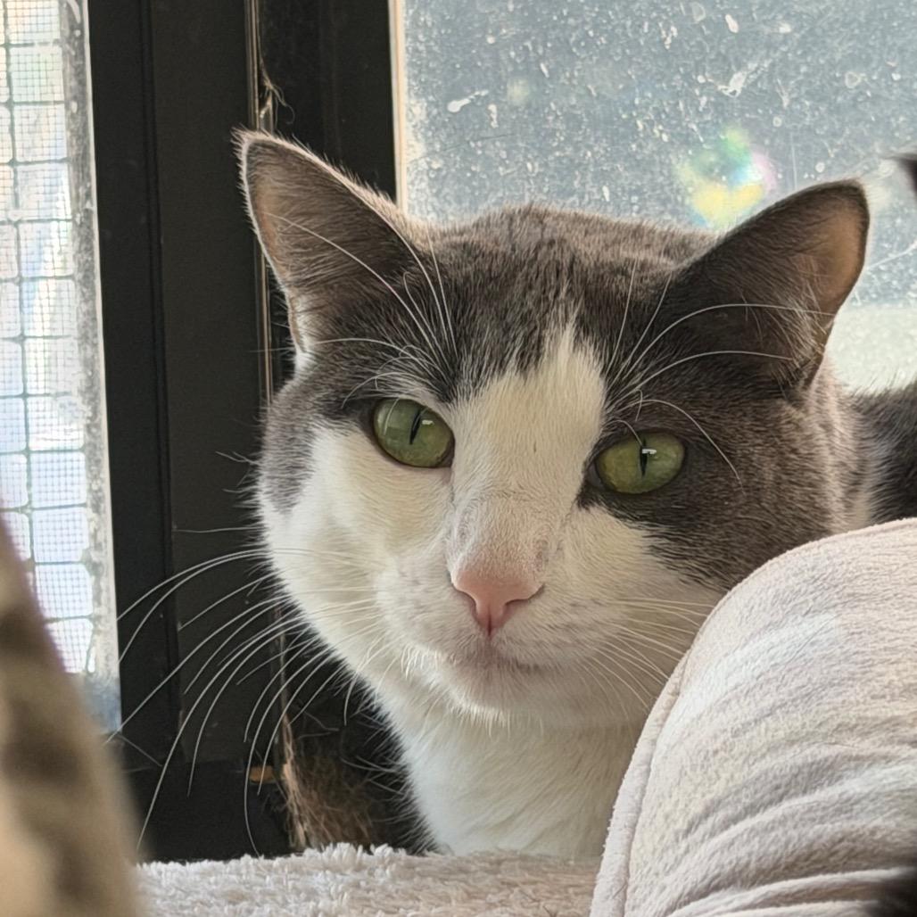Izzy NOCO, a Adoptable Domestic Short Hair in Denver, CO image 3/6