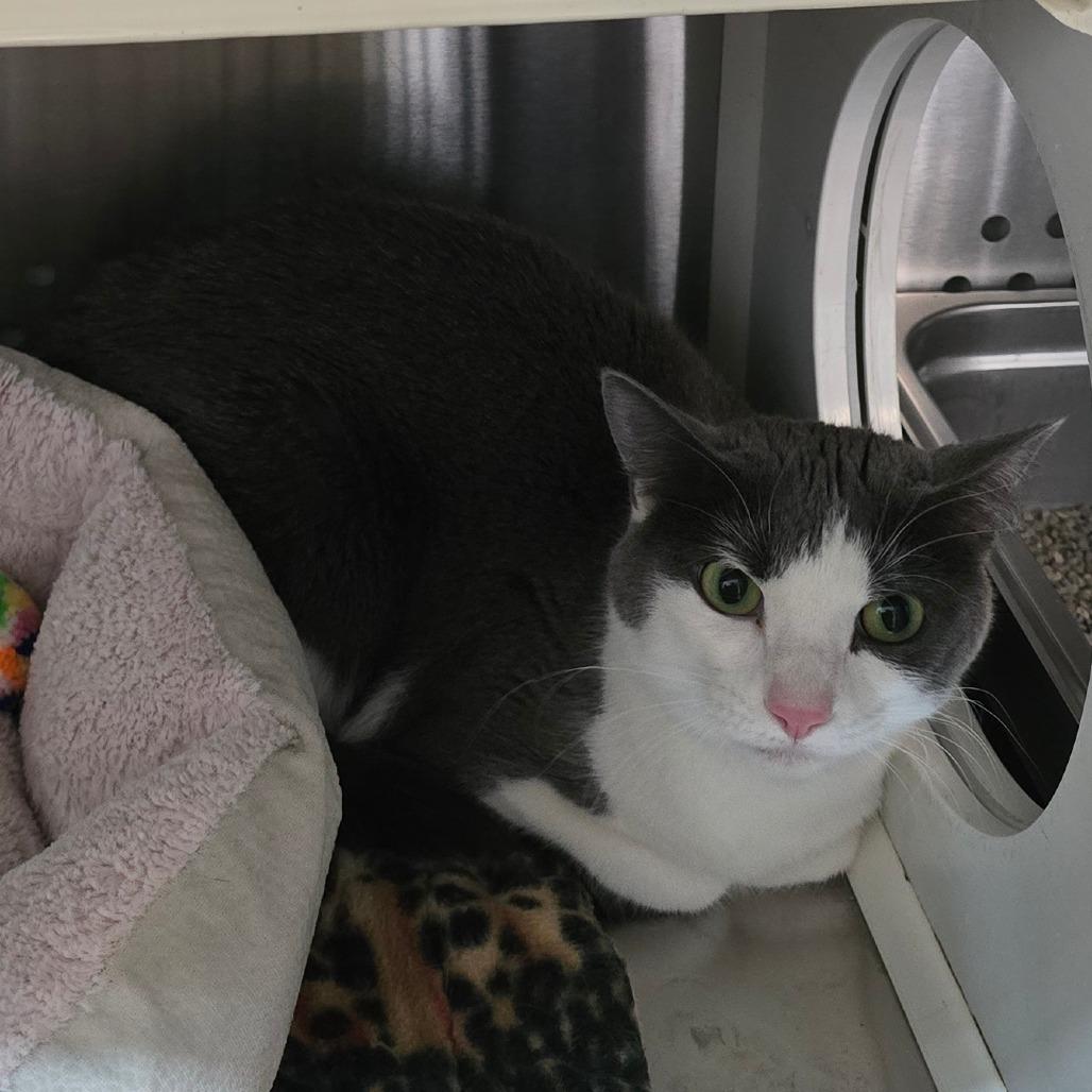 Izzy NOCO, a Adoptable Domestic Short Hair in Denver, CO image 4/6