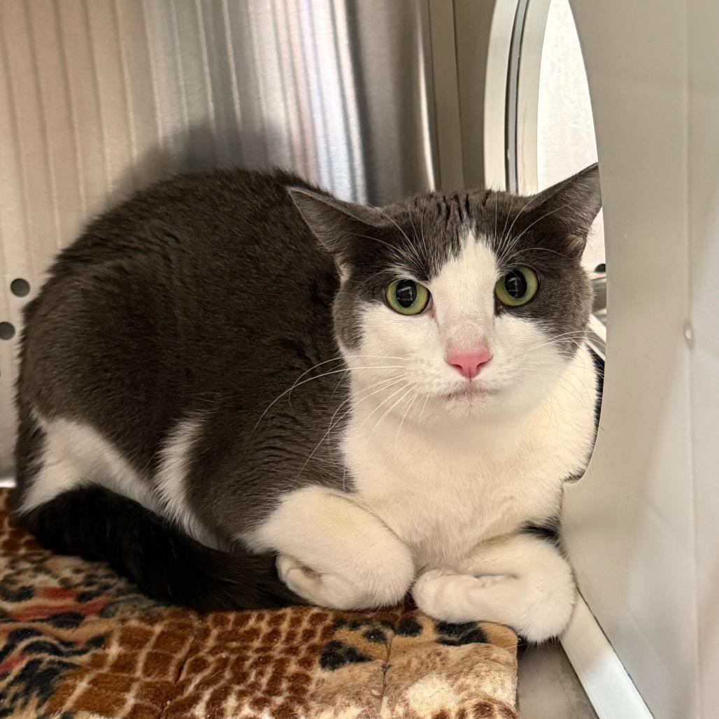 Izzy NOCO, a Adoptable Domestic Short Hair in Denver, CO image 5/6