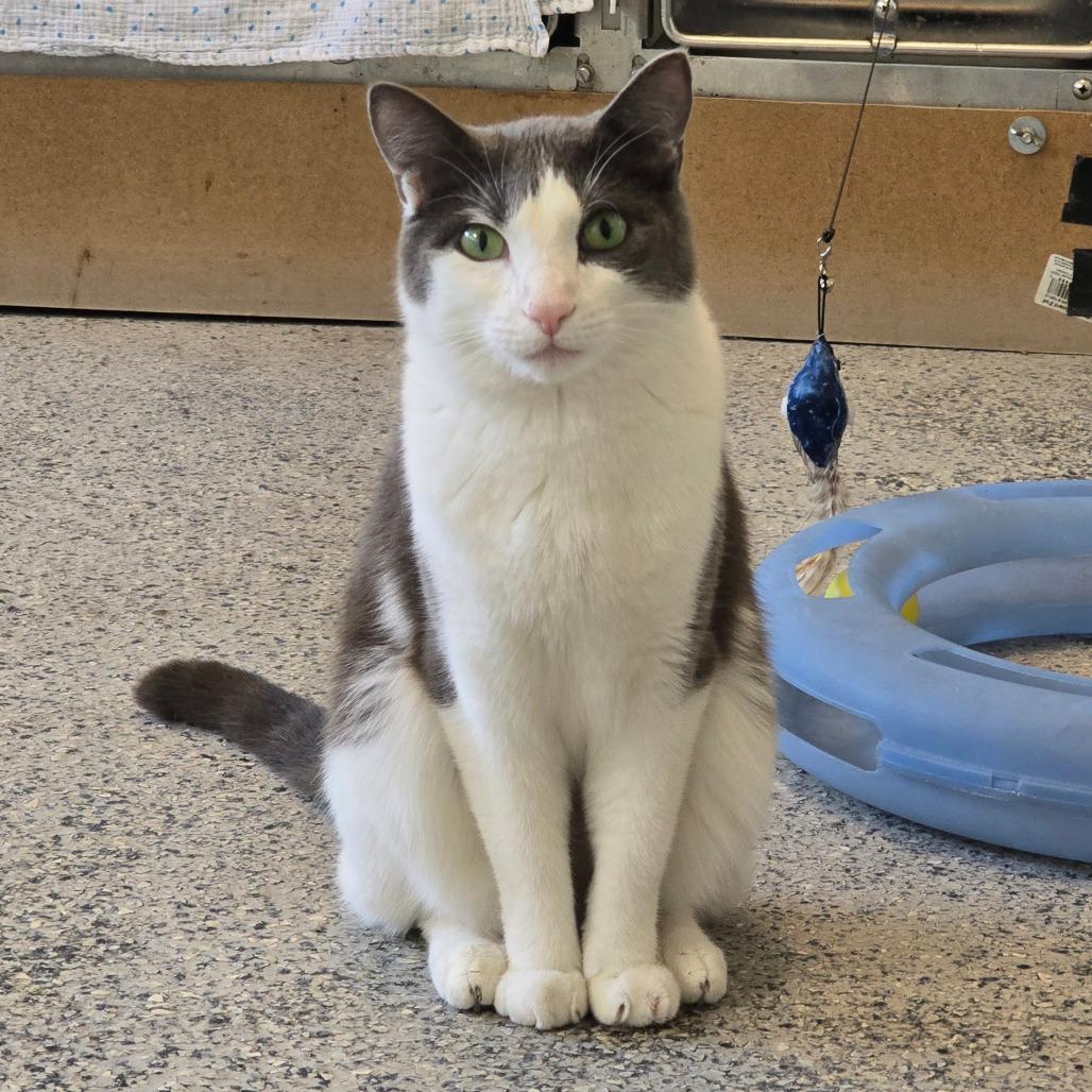 Izzy NOCO, a Adoptable Domestic Short Hair in Denver, CO image 5/6