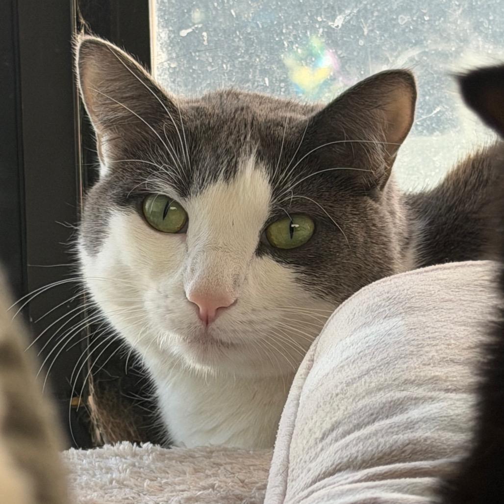 Izzy NOCO, a Adoptable Domestic Short Hair in Denver, CO image 6/6