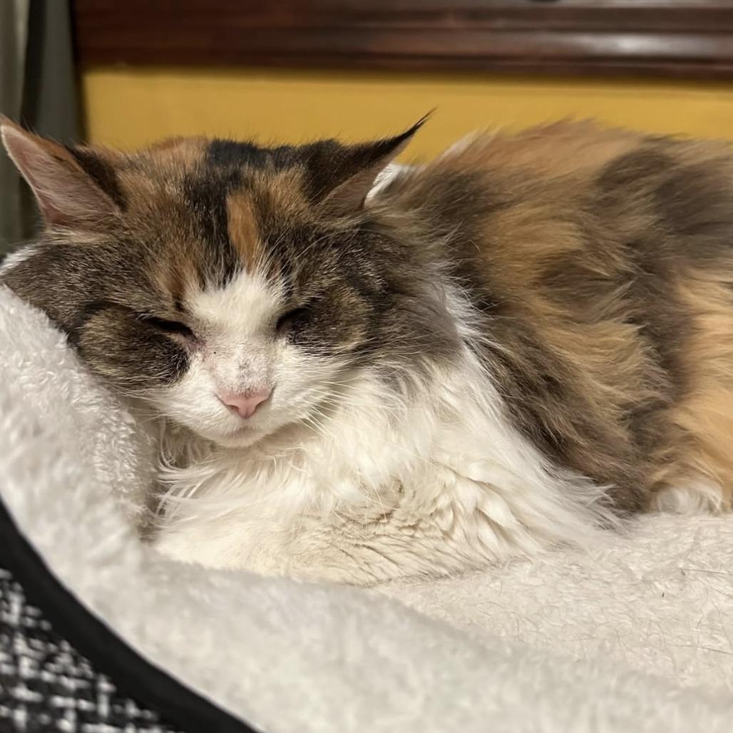 Enlarge Penny, a Adoptable Domestic Short Hair in Staten Island, NY image 1/3