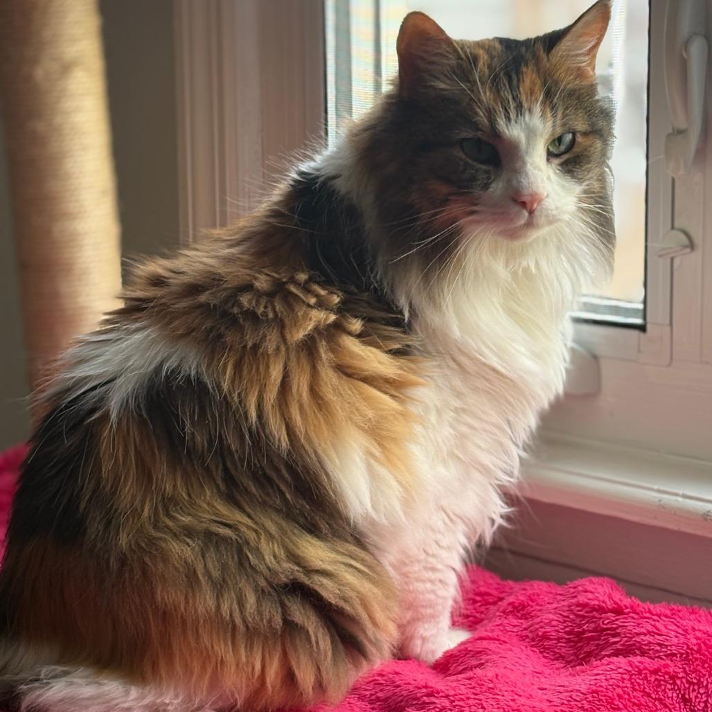 Enlarge Penny, a Adoptable Domestic Short Hair in Staten Island, NY image 2/3