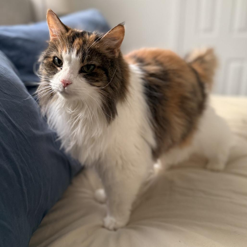 Enlarge Penny, a Adoptable Domestic Short Hair in Staten Island, NY image 3/3