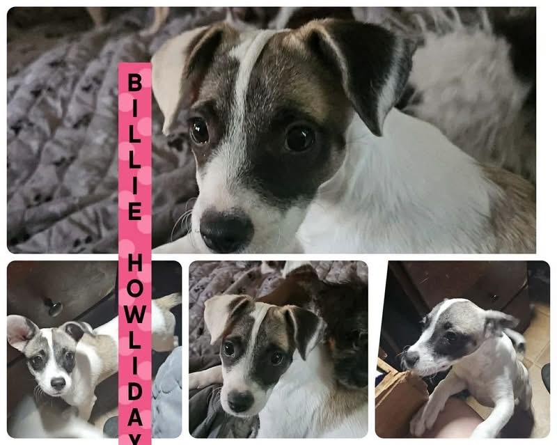 Enlarge Billie Howliday, a Adoptable mixed breed in Eugene, OR image 2/3